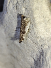 Pseudacrobasis tergestella