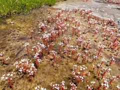 Sedum smallii