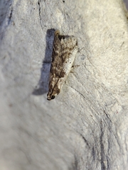 Pseudacrobasis tergestella