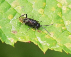 Brachygaster minuta