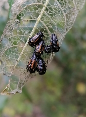 Chrysomela lapponica