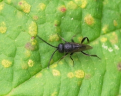 Brachygaster minuta