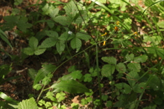 Hieracium subpellucidum