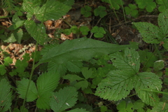 Hieracium subpellucidum