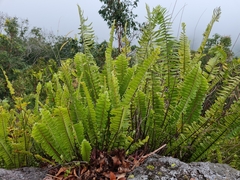 Nephrolepis acutifolia