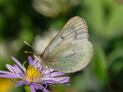 Colias nastes