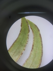 Nephrolepis acutifolia