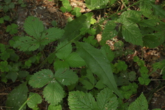 Hieracium subpellucidum