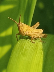 Gomphocerinae