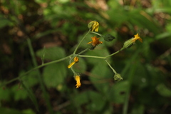 Hieracium subpellucidum
