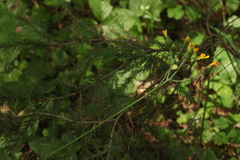 Hieracium subpellucidum