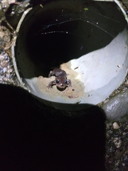 Hynobius arisanensis