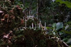 Multiclavula coronilla
