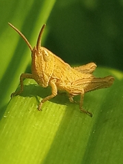 Gomphocerinae