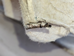 Pseudacrobasis tergestella