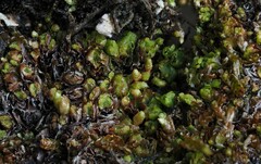 Schistochilopsis hyperarctica