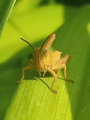 Gomphocerinae