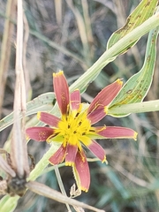 Tragopogon crocifolius