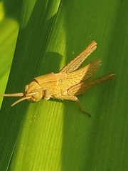 Gomphocerinae