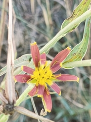 Tragopogon crocifolius