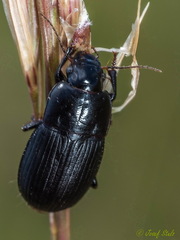 Harpalus dimidiatus