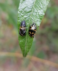 Chrysomela lapponica