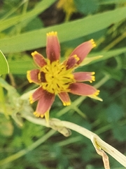 Tragopogon crocifolius