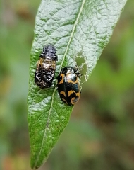Chrysomela lapponica