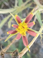 Tragopogon crocifolius