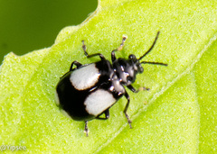 Paridea