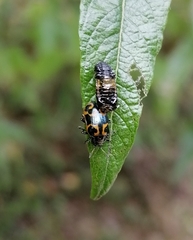 Chrysomela lapponica
