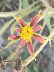 Tragopogon crocifolius