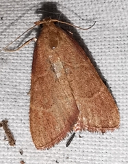 Hypsopygia incarnatalis