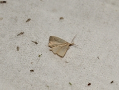 Macrochilo cribrumalis