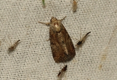 Mesoligia furuncula