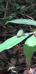 Arcas imperialis