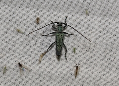Saperda punctata