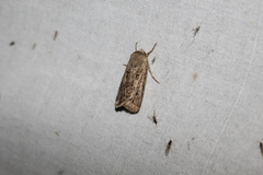 Agrotis exclamationis