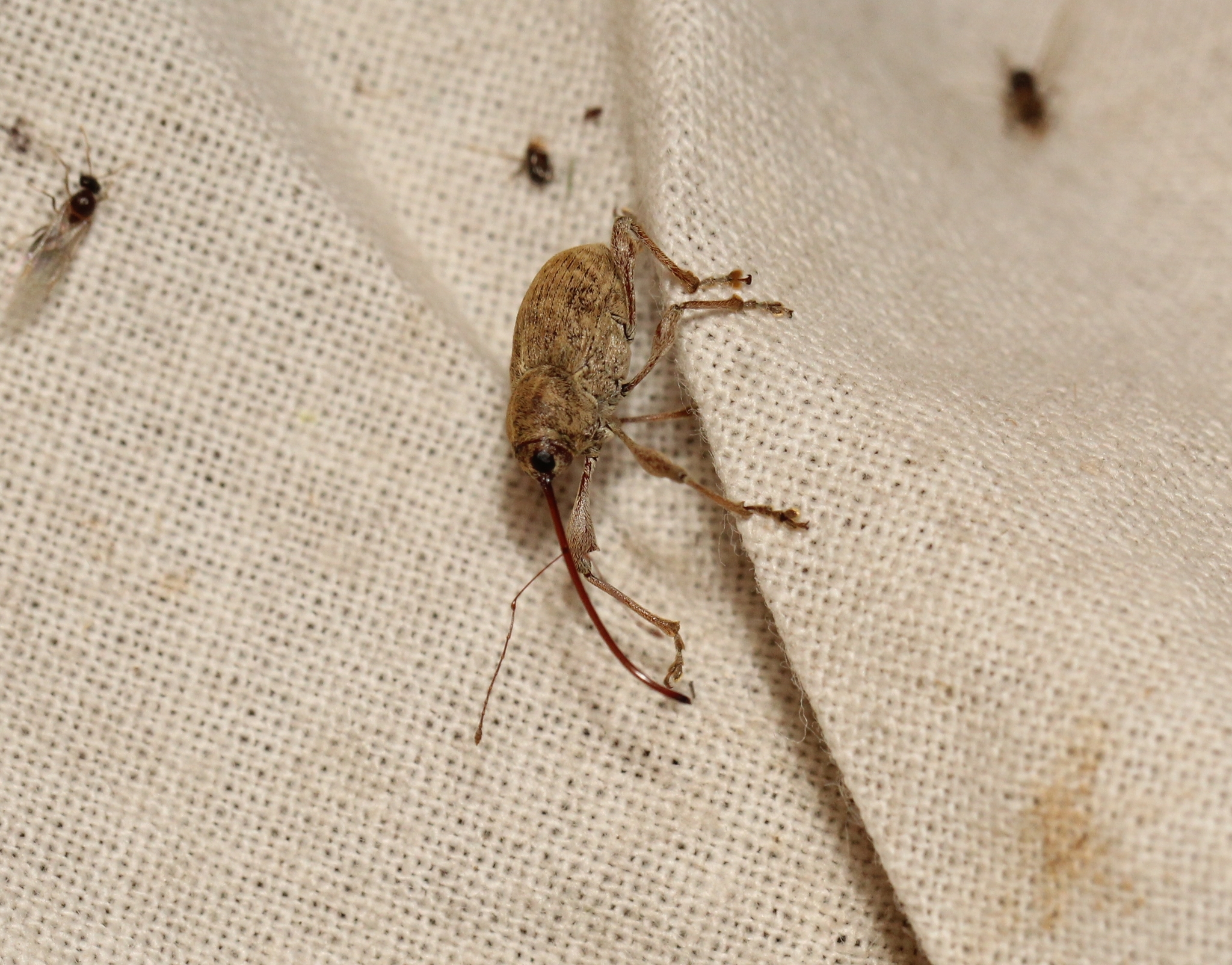 Curculio elephas J.C.Fabricius, 1781