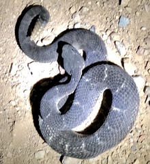 Crotalus cerberus