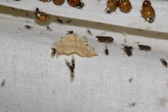 Eilicrinia trinotata