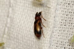 Notoxus monoceros