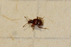 Goniaceritae