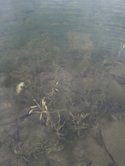 Potamogeton alpinus