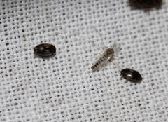 Hydroglyphus geminus