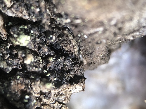 Sarea difformis image