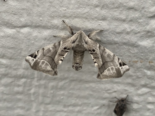 Lined Apatelodes photo 5