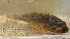 Cottus perifretum