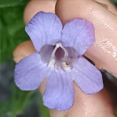 Didymostigma obtusum