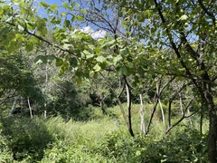 Pyrus ussuriensis
